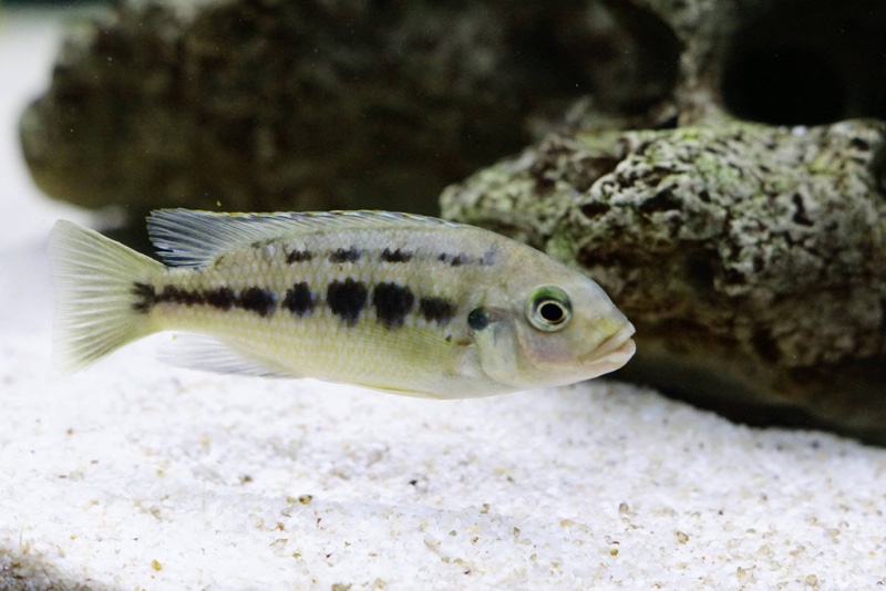 Petrotilapia genalutea 'Makokola Reef'